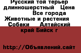 Русский той-терьер длинношерстный › Цена ­ 7 000 - Все города Животные и растения » Собаки   . Алтайский край,Бийск г.